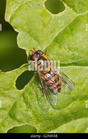 Hoverfly (Epistrophe Melanostoma) Stockfoto