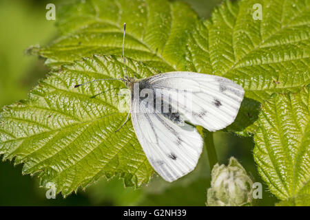 Weibliche kleine weiße (Pieris Rapae) Brockley Friedhof, Lewisham Mai 2016 Stockfoto