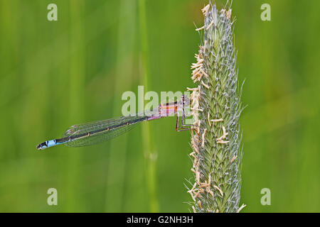 Weibliche blau-tailed Damselfly ruht auf Wiese Fuchsschwanz Stockfoto