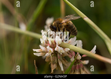 Eine westliche Honigbiene (Apis Mellifera) Fütterung auf eine Blume weiß-Klee (Trifolium Repens). Stockfoto