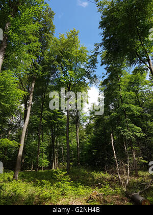 Buchenwald, Taunus, Hessen Stockfoto