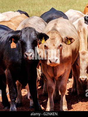 Eine Nahaufnahme von ein paar Feeder Kälber in Oklahoma, USA. Stockfoto