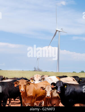 Eine Mischung aus Rinderrassen in einem Land Weide in Oklahoma, USA. Eine Windkraftanlage im Hintergrund. Stockfoto