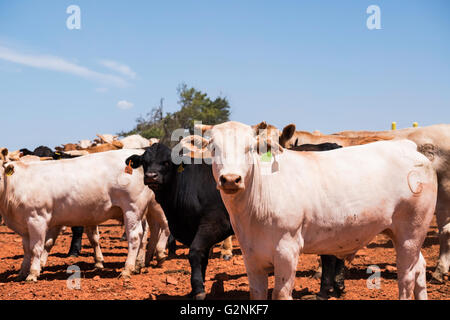Eine Mischung aus Rinderrassen stare in Richtung der Fotograf in Oklahoma, USA. Stockfoto