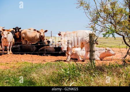 Eine kleine Herde Rinder verschiedener Rassen stare in Richtung der Fotograf in Oklahoma, USA. Stockfoto