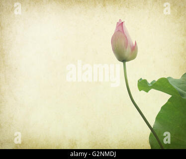 Seerose auf strukturiertem Grunge Hintergrund Stockfoto