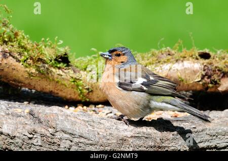 männlichen Buchfinken auf einem Vogelhäuschen Tisch Fringilla coelebs Stockfoto