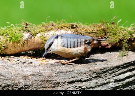 Kleiber Sitta Europea auf einem Vogel Einlauftisch Stockfoto