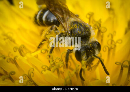 Makro Nahaufnahme Schweiß Biene bestäuben gelbe Blume Stockfoto