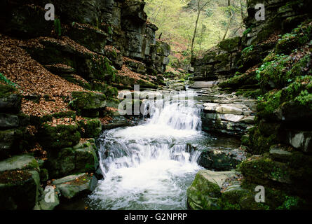 Clydach Gorge, under Threat by Road Expansion A465, Gwent, Wales, UK, GB. Stockfoto