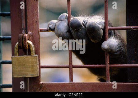 Gorillas Hand packte Bars, Howletts Zoo Canterbury, England, Grossbritannien, GB. Stockfoto