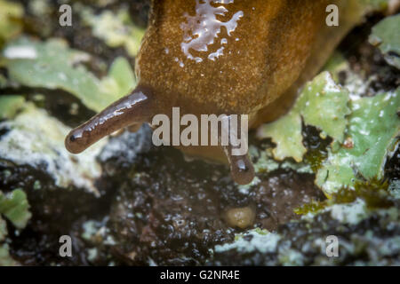 Gemeinsamer Garten Slug schlittert entlang moosige Rinde in extremer Nahaufnahme Makro-Foto Stockfoto