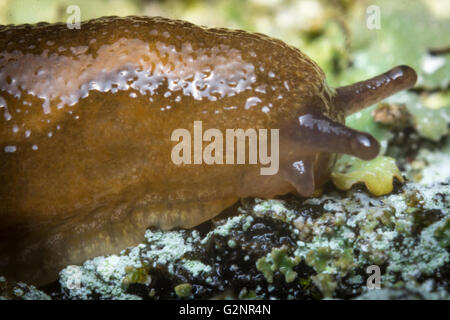 Gemeinsamer Garten Slug schlittert entlang moosige Rinde in extremer Nahaufnahme Makro-Foto Stockfoto