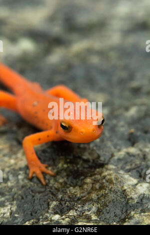 Nahaufnahme Makro rot gefleckten Molch in seinem Lebensraum Wald Stockfoto