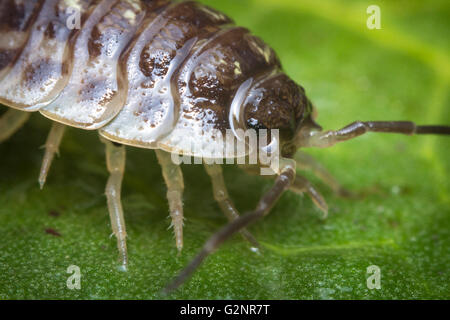 Lila Roly Poly Pill Bug auf grünen Felsen im Makro Nahaufnahme Foto Stockfoto