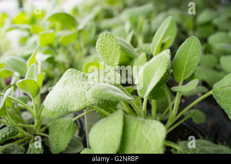 Viele frische Bio Salbei Pflanzen wachsen im Garten Stockfoto