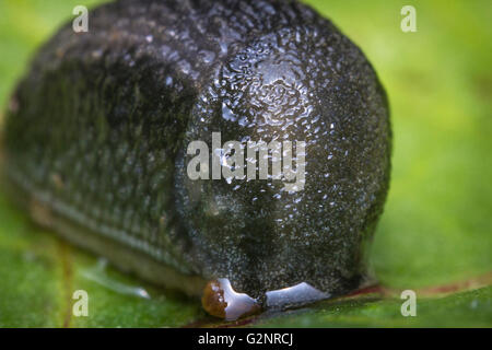 Gemeinsamer Garten Slug schlittert entlang moosige Rinde in Nahaufnahme Makro-Foto Stockfoto