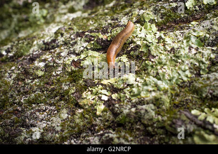 Gemeinsamer Garten Slug schlittert entlang moosige Rinde in Nahaufnahme Makro-Foto Stockfoto