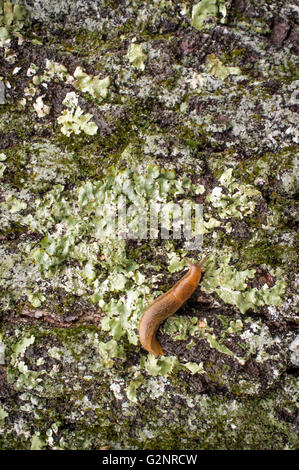 Gemeinsamer Garten Slug schlittert entlang moosige Rinde in Nahaufnahme Makro-Foto Stockfoto