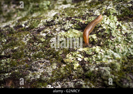 Gemeinsamer Garten Slug schlittert entlang moosige Rinde in Nahaufnahme Makro-Foto Stockfoto