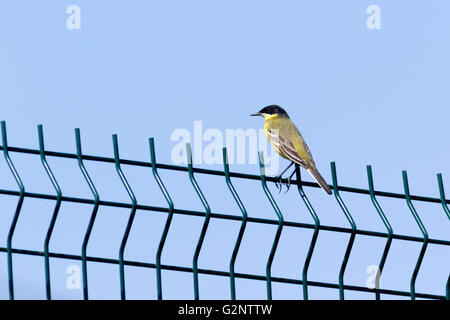 Black-headed Bachstelze (Motacilla Feldegg, Motacilla Flava Feldegg). Russland, Sochi (Adler). Stockfoto