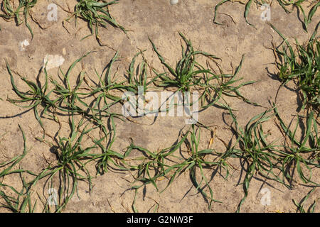 Schlecht wachsende Weizen bei Benacre, Suffolk, England, UK. Stockfoto