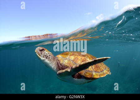 Grüne Meeresschildkröte unter Wasser bei El Puertito, Costa Adeje, Teneriffa Stockfoto