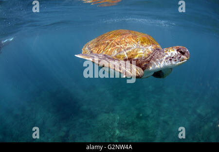 Grüne Meeresschildkröte unter Wasser bei El Puertito, Costa Adeje, Teneriffa Stockfoto