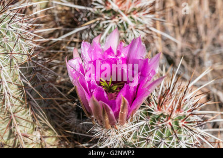 Mojave-Wüste Prickly Pear Cactus Flower in Southern Nevada. Stockfoto