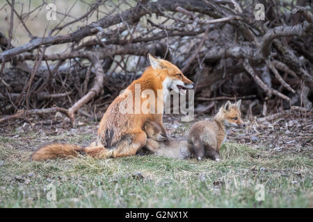 Eine Rotfuchs (Vixen) Krankenschwestern eine Kit als ein anderes hält Watch Stockfoto