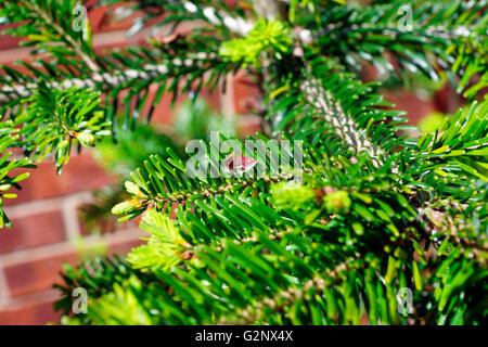 MINZE-MOTTE AUF KONIFEREN BAUM. Stockfoto