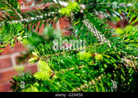 MINZE-MOTTE AUF KONIFEREN BAUM. Stockfoto