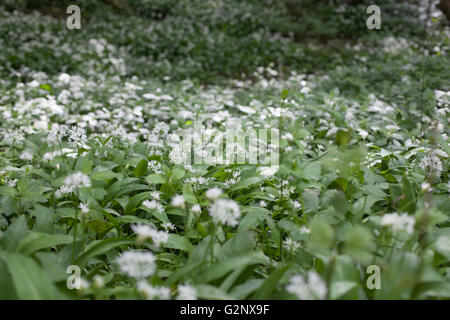 Bärlauch Stockfoto