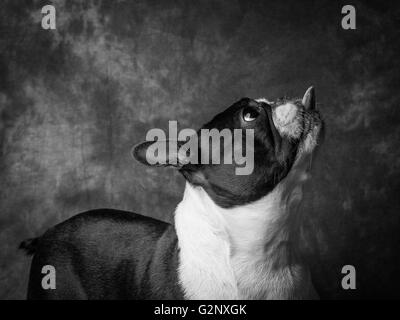 Miley die kleinen weiblichen Boston Terrier züchten Hund Stockfoto