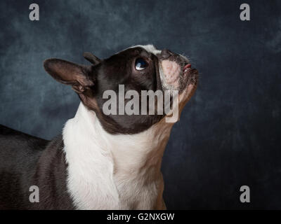 Miley die kleinen weiblichen Boston Terrier züchten Hund Stockfoto