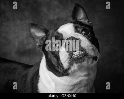 Miley die kleinen weiblichen Boston Terrier züchten Hund Stockfoto