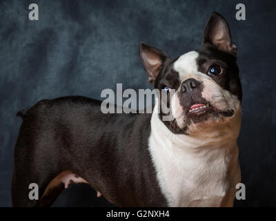 Miley die kleinen weiblichen Boston Terrier züchten Hund Stockfoto