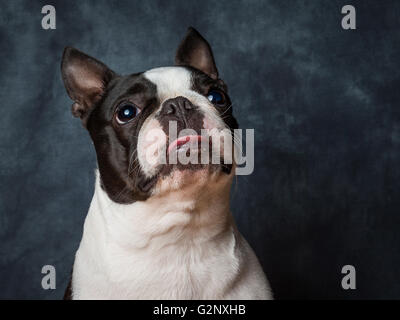 Miley die kleinen weiblichen Boston Terrier züchten Hund Stockfoto