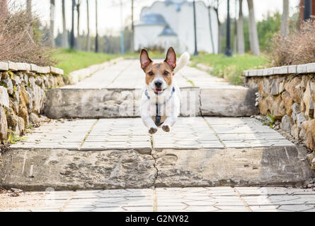 Hund Weg im Park laufen und springen am Leiter Stockfoto