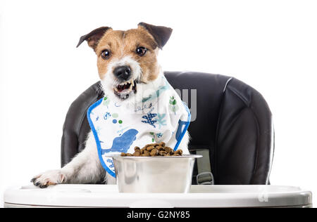 Hund trägt Lätzchen nagen Trockenfutter Trockenfutter Stockfoto