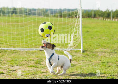 Lustige Fußball Spieler Hund jonglieren Ball auf Stellplatz Stockfoto