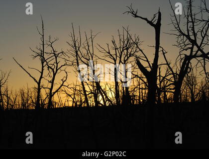 Silhouette der Bäume gegen einen Sonnenuntergang Stockfoto