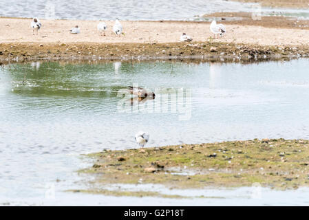 Eine männliche Garganey Ente füttern Stockfoto