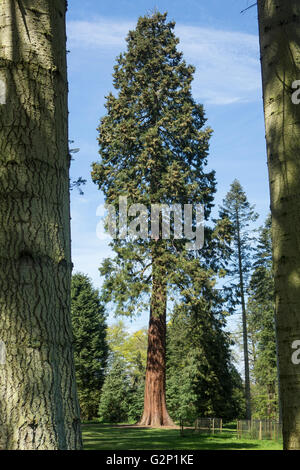 Riesigen Redwood-Baum Stockfoto