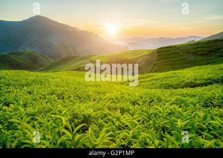 Teeplantage in Cameron Highlands, Malaysia Stockfoto