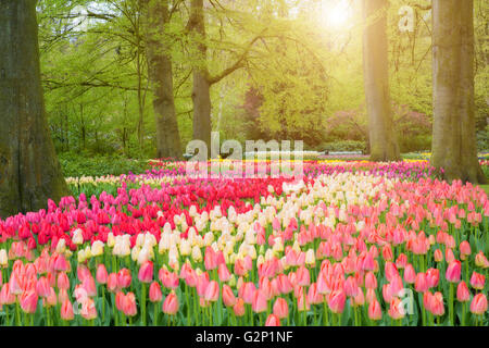 Beautiful spring flowers in Keukenhof park in Netherlands Stockfoto