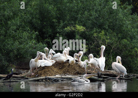 Zuchtkolonie des Großen weißen Pelikans Pelecanus onocrotalus, auch bekannt als der östliche weiße Pelikan Rosy Pelikan oder weißer Pelikan Stockfoto