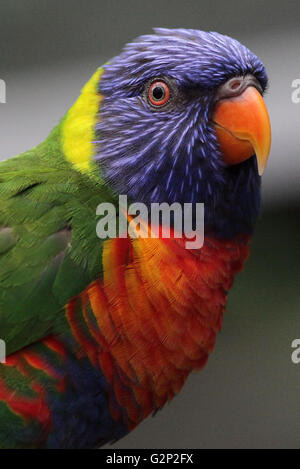 Allfarblori, Trichoglossus Moluccanus Papagei, in Australien gefunden. Stockfoto