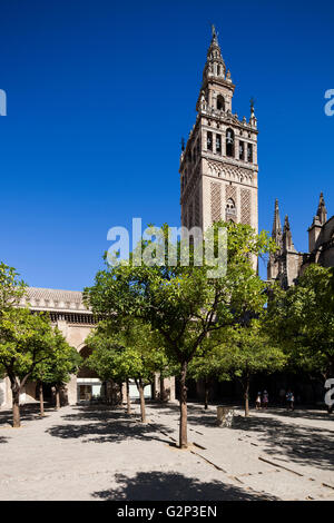 Die Giralda Turm aus den Patio de Los Naranjos (Orange Tree Hof), Sevilla, Spanien Stockfoto