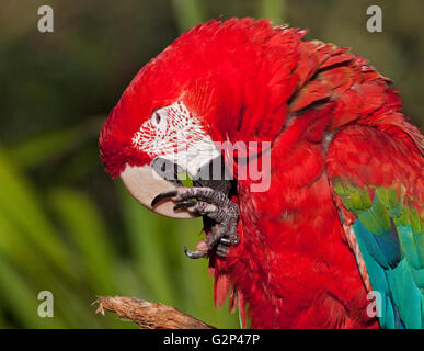 Grün-Winged Ara (Ara Chloropterus) Stockfoto